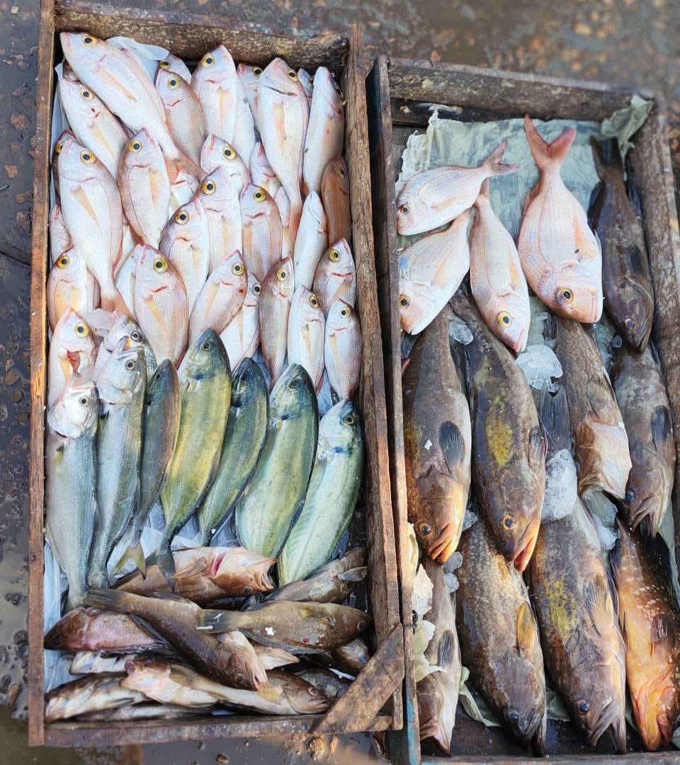 Burullus port crates of fish on ice